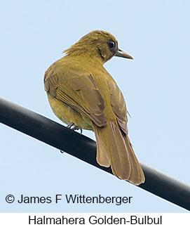 Halmahera Golden-Bulbul - © James F Wittenberger and Exotic Birding LLC