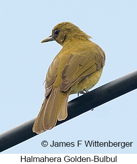 Halmahera Golden-Bulbul - © James F Wittenberger and Exotic Birding LLC