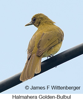 Halmahera Golden-Bulbul - © James F Wittenberger and Exotic Birding LLC Halmahera Golden-Bulbul - © James F Wittenberger and Exotic Birding LLC