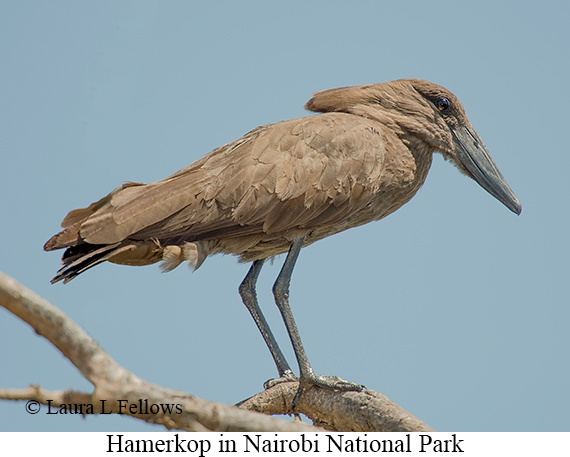 Hamerkop - © Laura L Fellows and Exotic Birding LLC