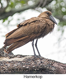 Hamerkop - © James F Wittenberger and Exotic Birding LLC Hamerkop - © James F Wittenberger and Exotic Birding LLC