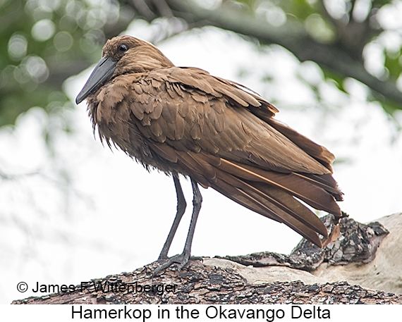 Hamerkop - © James F Wittenberger and Exotic Birding LLC