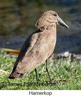 Hamerkop - &copy; James F Wittenberger and Exotic Birding LLC
