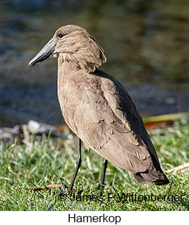 Hamerkop - © James F Wittenberger and Exotic Birding LLC Hamerkop - © James F Wittenberger and Exotic Birding LLC