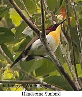 Handsome Sunbird - © James F Wittenberger and Exotic Birding LLC