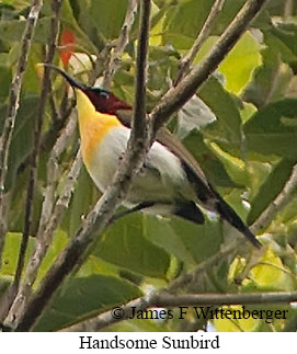 Handsome Sunbird - &copy; James F Wittenberger and Exotic Birding LLC