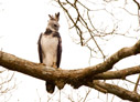 Harpy Eagle - © Laura L Fellows and Exotic Birding Tours