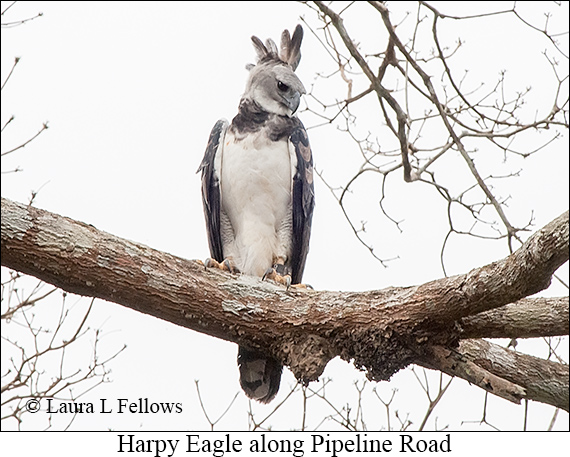 Harpy Eagle - © Laura L Fellows and Exotic Birding LLC