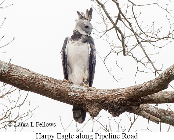 Harpy Eagle - © Laura L Fellows and Exotic Birding LLC Harpy Eagle - © Laura L Fellows and Exotic Birding LLC