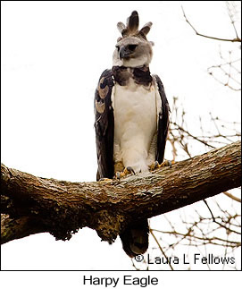 Harpy Eagle - © Laura L Fellows and Exotic Birding LLC