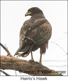 Harris's Hawk - © James F Wittenberger and Exotic Birding LLC Harris's Hawk - © James F Wittenberger and Exotic Birding LLC