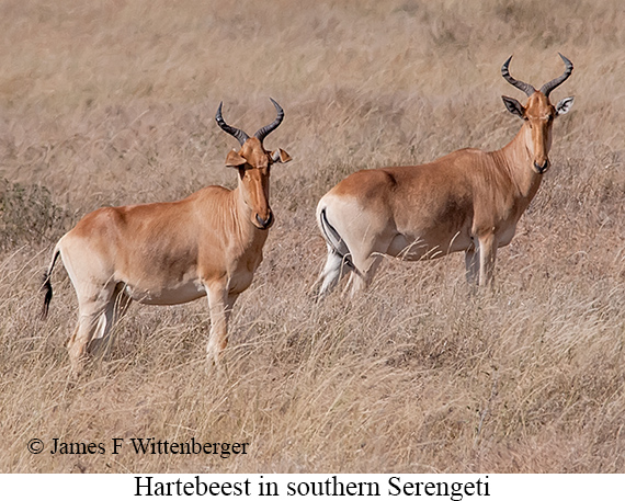 Hartebeest - © James F Wittenberger and Exotic Birding LLC