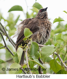 Hartlaub's Babbler - © James F Wittenberger and Exotic Birding LLC