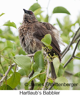 Hartlaub's Babbler - © James F Wittenberger and Exotic Birding LLC