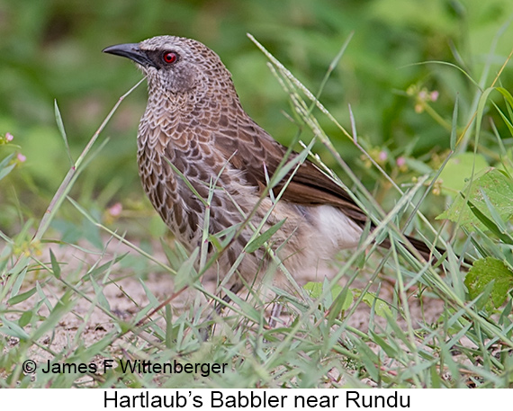 Hartlaub's Babbler - © James F Wittenberger and Exotic Birding LLC