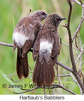 Hartlaub's Babbler - © James F Wittenberger and Exotic Birding LLC