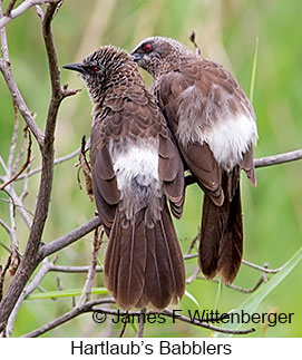 Hartlaub's Babbler - © James F Wittenberger and Exotic Birding LLC