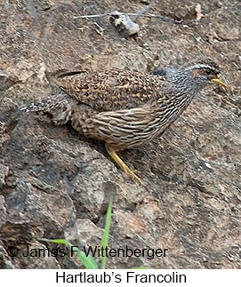 Hartlaub's Francolin - © James F Wittenberger and Exotic Birding LLC