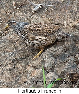 Hartlaub's Francolin - © James F Wittenberger and Exotic Birding LLC