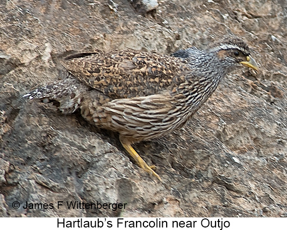 Hartlaub's Francolin - © James F Wittenberger and Exotic Birding LLC