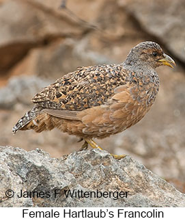 Hartlaub's Francolin - © James F Wittenberger and Exotic Birding LLC