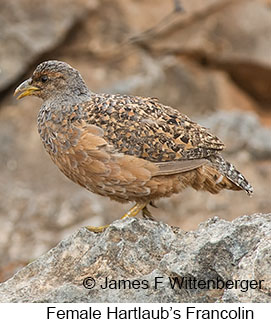 Hartlaub's Francolin - © James F Wittenberger and Exotic Birding LLC