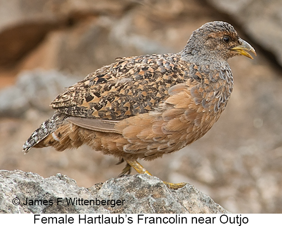 Hartlaub's Francolin - © James F Wittenberger and Exotic Birding LLC Hartlaub's Francolin - © James F Wittenberger and Exotic Birding LLC