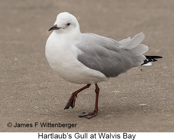 Hartlaub's Gull - © James F Wittenberger and Exotic Birding LLC