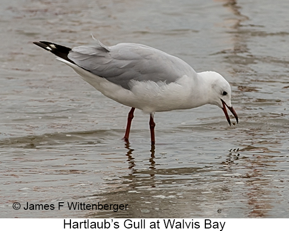 Hartlaub's Gull - © James F Wittenberger and Exotic Birding LLC Hartlaub's Gull - © James F Wittenberger and Exotic Birding LLC