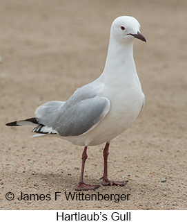 Hartlaub's Gull - © James F Wittenberger and Exotic Birding LLC