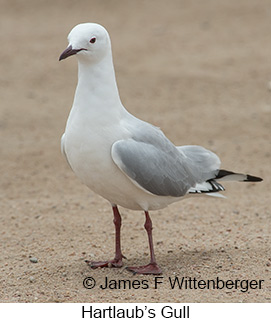 Hartlaub's Gull - © James F Wittenberger and Exotic Birding LLC