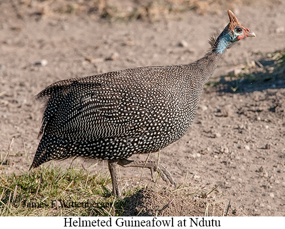 Helmeted Guineafowl - © James F Wittenberger and Exotic Birding LLC