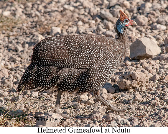 Helmeted Guineafowl - © James F Wittenberger and Exotic Birding LLC