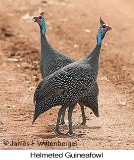 Helmeted Guineafowl - © James F Wittenberger and Exotic Birding LLC