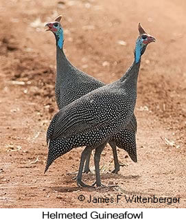 Helmeted Guineafowl - &copy; James F Wittenberger and Exotic Birding LLC