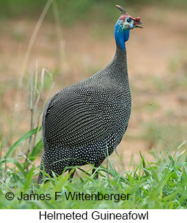 Helmeted Guineafowl - &copy; James F Wittenberger and Exotic Birding LLC