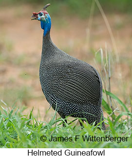 Helmeted Guineafowl - © James F Wittenberger and Exotic Birding LLC