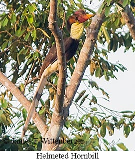 Helmeted Hornbill - © James F Wittenberger and Exotic Birding LLC Helmeted Hornbill - © James F Wittenberger and Exotic Birding LLC