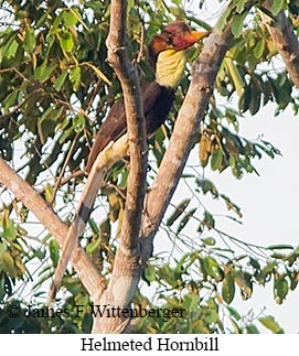 Helmeted Hornbill - © James F Wittenberger and Exotic Birding LLC