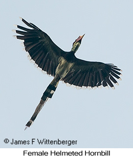 Helmeted Hornbill - © James F Wittenberger and Exotic Birding LLC