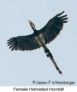 Helmeted Hornbill - © James F Wittenberger and Exotic Birding LLC