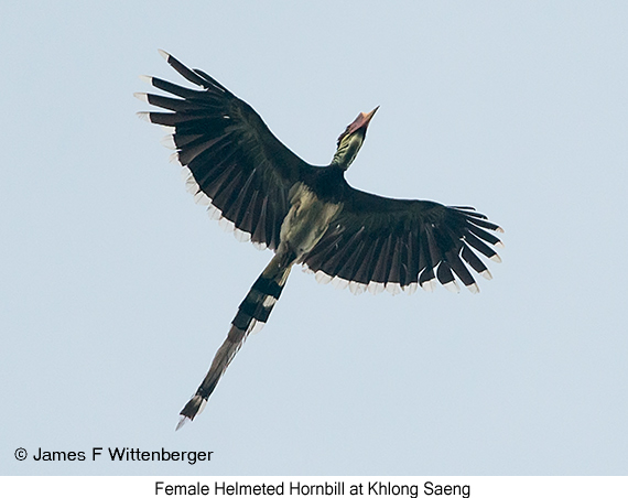 Helmeted Hornbill - © James F Wittenberger and Exotic Birding LLC