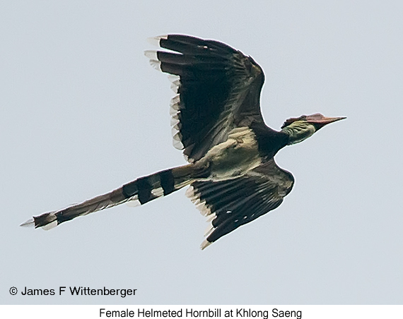 Helmeted Hornbill - © James F Wittenberger and Exotic Birding LLC