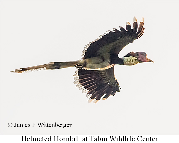 Helmeted Hornbill - © James F Wittenberger and Exotic Birding LLC