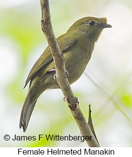 Helmeted Manakin - © James F Wittenberger and Exotic Birding LLC