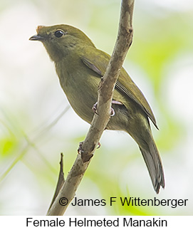 Helmeted Manakin - &copy; James F Wittenberger and Exotic Birding LLC