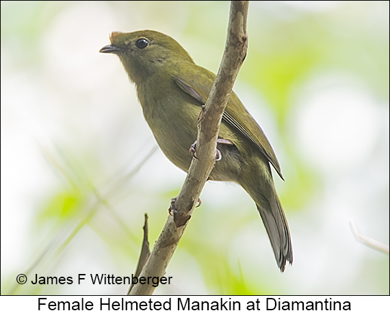 Helmeted Manakin - © James F Wittenberger and Exotic Birding LLC Helmeted Manakin - © James F Wittenberger and Exotic Birding LLC