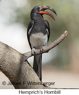 Hemprich's Hornbill - © James F Wittenberger and Exotic Birding LLC Hemprich's Hornbill - © James F Wittenberger and Exotic Birding LLC