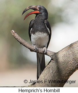 Hemprich's Hornbill - © James F Wittenberger and Exotic Birding LLC