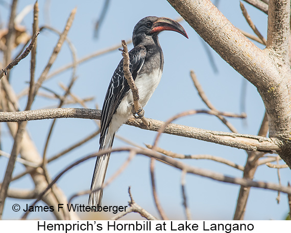 Hemprich's Hornbill - © James F Wittenberger and Exotic Birding LLC